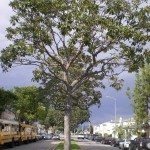 Tree  in median