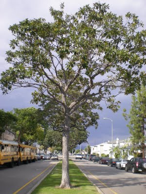 tree in median - personal injury attorney