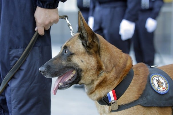 Fourth Amendment - drug sniffing dog - Southern California law