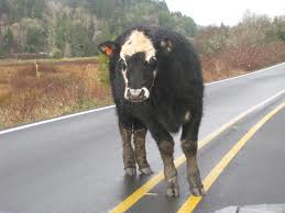 cow in the road - cow vs motorcycle accident - California law