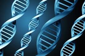 DNA paternity testing
